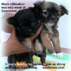 Alive and kicking, the vet was wrong about the black chihuahua, the owner said.