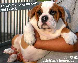 British bulldog puppy 4 months for sale, 9668 6468