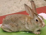 Singapore rabbit with mange mites 