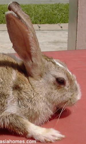 Singapore rabbit 5 days after anti-mite injection Sarcoptes