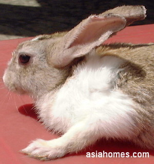 Singapore rabbit 5 days after anti-mite injection Sarcoptes