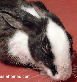 Singapore rabbit 5 days after anti-mite injection. Sarcoptic Mange.