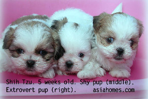 5-week-old Shih Tzu puppies. Weaned.