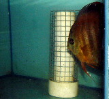 Wire mesh prevents egg eating by parent discus 