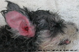 Singapore Schnauzer - pus in ear canals.  purulent otitis externa