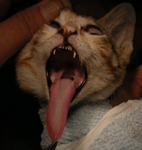 Kitten - soft palate holes