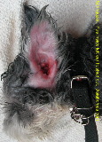 Singapore Schnauzer - pus in ear canals.  purulent otitis externa