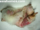 Hamster. Just after stitching the L-shaped wound with 5/0 absorbable stitches.